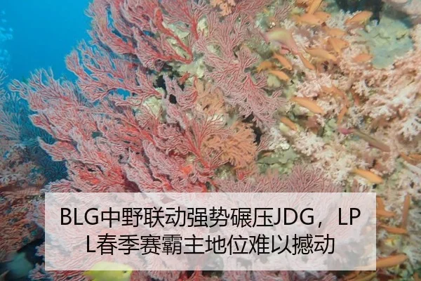 BLG中野联动强势碾压JDG，LPL春季赛霸主地位难以撼动
